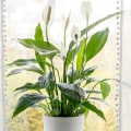 Top Benefits of Using the Best Air Purifying House Plants Alongside Duct Cleaning