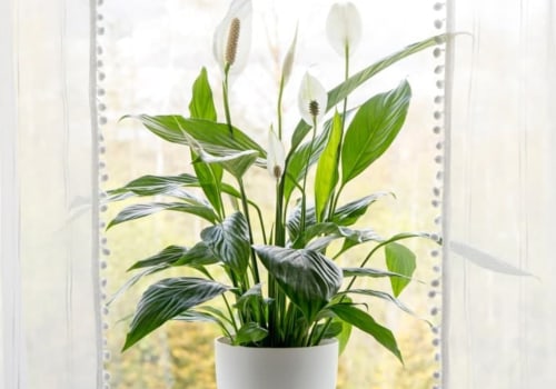 Top Benefits of Using the Best Air Purifying House Plants Alongside Duct Cleaning